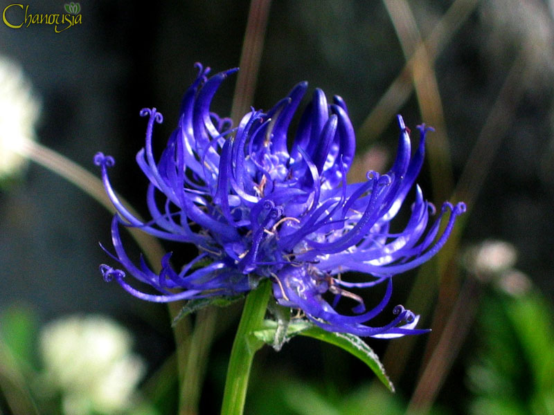  Image name: raponzolo3.jpg 
 width: 800 pixel 
 height: 600 pixel 
 Size: 103949 bytes 
 Click to enlarge 